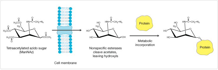 click-chemistry.par.41648.image.741.240.1.s002927-click-gif click-chemistry.par.41648.image.741.240.1.s002927-click-gif