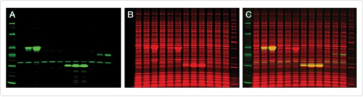 thiol-reactive-probes-visible-light.par.18164.image.741.199.1.s004506-protein-gel-staining-gif thiol-reactive-probes-visible-light.par.18164.image.741.199.1.s004506-protein-gel-staining-gif