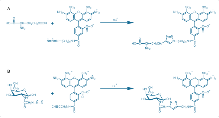 multiplexed-proteomics-technology.par.34586.image.725.392.1.s007764-click-it-copper-catalyzed-azide-gif multiplexed-proteomics-technology.par.34586.image.725.392.1.s007764-click-it-copper-catalyzed-azide-gif