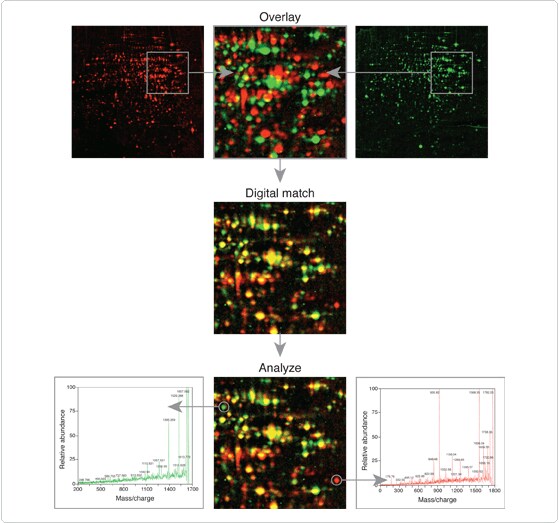 multiplexed-proteomics-technology.par.36678.image.559.523.1.s002127-normal-liver-cells-gif multiplexed-proteomics-technology.par.36678.image.559.523.1.s002127-normal-liver-cells-gif