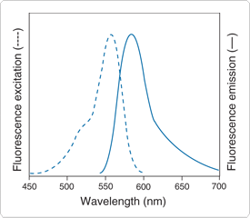 multiplexed-proteomics-technology.par.83321.image.275.240.1.s001989-fluorescence-excitation-gif multiplexed-proteomics-technology.par.83321.image.275.240.1.s001989-fluorescence-excitation-gif