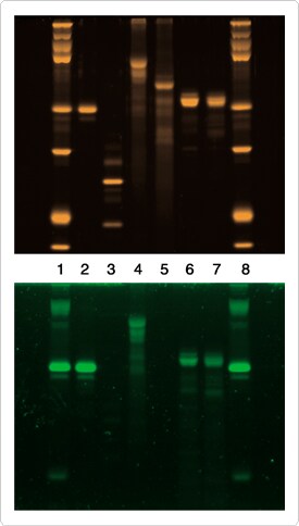 multiplexed-proteomics-technology.par.52147.image.275.484.1.s001379-gel-assay-gif multiplexed-proteomics-technology.par.52147.image.275.484.1.s001379-gel-assay-gif