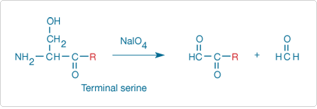 modifying-alcohols.par.67533.image.460.159.1.s001591-sodium-periodate-oxidation-residue-gif modifying-alcohols.par.67533.image.460.159.1.s001591-sodium-periodate-oxidation-residue-gif