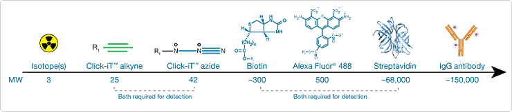 细胞学分析中常用探测分子的相对大小 细胞学分析中常用探测分子的相对大小