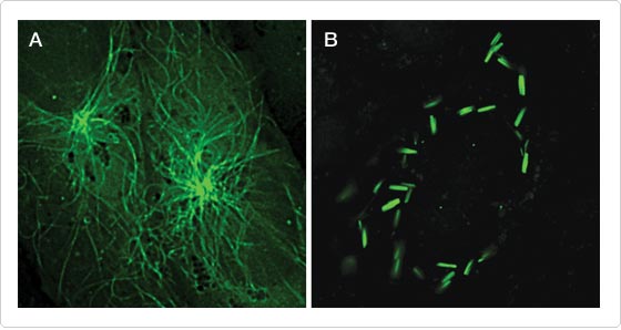thiol-reactive-probes-visible-light.par.93446.image.560.298.1.s003252-cho-k1-cells-gif thiol-reactive-probes-visible-light.par.93446.image.560.298.1.s003252-cho-k1-cells-gif
