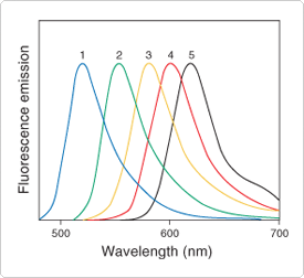 thiol-reactive-probes-visible-light.par.95069.image.275.252.1.s000105-normalized-fluorescence-emission-gif thiol-reactive-probes-visible-light.par.95069.image.275.252.1.s000105-normalized-fluorescence-emission-gif