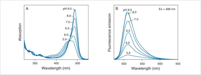 fluorescence-microscopy.par.55367.image.700.262.1.s000316-spectra-fluorescein-gif fluorescence-microscopy.par.55367.image.700.262.1.s000316-spectra-fluorescein-gif