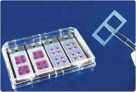 fluorescence-microscopy.par.47817.image.275.186.1.s001821-culture-well-silicone-dividers-gif fluorescence-microscopy.par.47817.image.275.186.1.s001821-culture-well-silicone-dividers-gif