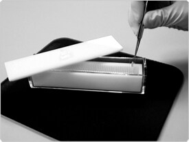 fluorescence-microscopy.par.60337.image.275.206.1.s001797-maxi-rack-gif fluorescence-microscopy.par.60337.image.275.206.1.s001797-maxi-rack-gif