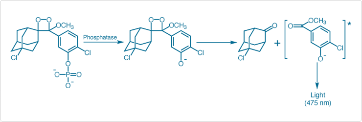 enzyme-labeled-fluorescence.par.11205.image.740.249.1.s007751-cdp-star-substrate-gif enzyme-labeled-fluorescence.par.11205.image.740.249.1.s007751-cdp-star-substrate-gif