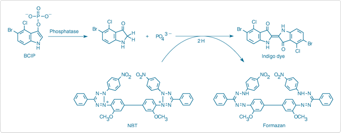 enzyme-labeled-fluorescence.par.35337.image.700.274.1.s000181-enzyme-linked-detection-gif enzyme-labeled-fluorescence.par.35337.image.700.274.1.s000181-enzyme-linked-detection-gif