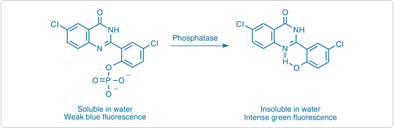 enzyme-labeled-fluorescence.par.48460.image.559.182.1.s000142-enzyme-mediated-formation-gif enzyme-labeled-fluorescence.par.48460.image.559.182.1.s000142-enzyme-mediated-formation-gif
