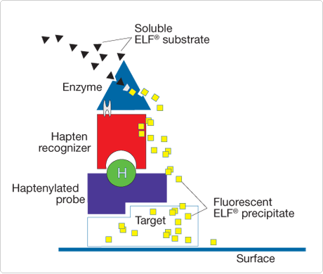 enzyme-labeled-fluorescence.par.99387.image.460.390.1.s000145-elf97-mrna-in-situ-hybridization-gif enzyme-labeled-fluorescence.par.99387.image.460.390.1.s000145-elf97-mrna-in-situ-hybridization-gif