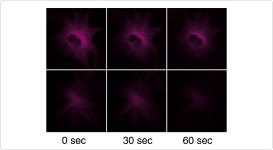 phycobiliproteins.par.41357.image.559.307.1.s000896-photobleaching-gif phycobiliproteins.par.41357.image.559.307.1.s000896-photobleaching-gif