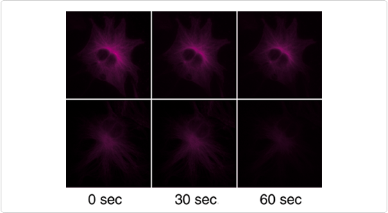 phycobiliproteins.par.41357.image.559.307.1.s000896-photobleaching-gif phycobiliproteins.par.41357.image.559.307.1.s000896-photobleaching-gif