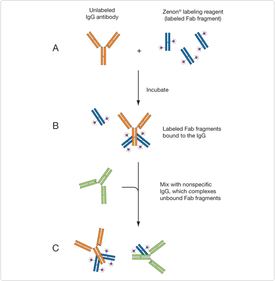 phycobiliproteins.par.86352.image.559.570.1.s001823-zenon-antibody-labeling-kits-gif phycobiliproteins.par.86352.image.559.570.1.s001823-zenon-antibody-labeling-kits-gif