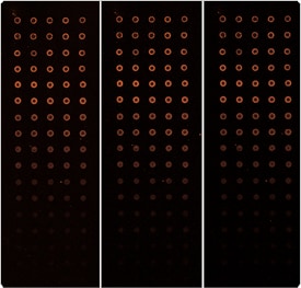 phycobiliproteins.par.60047.image.275.263.1.s001796-dna-microarray-gif phycobiliproteins.par.60047.image.275.263.1.s001796-dna-microarray-gif