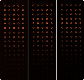 phycobiliproteins.par.60047.image.275.263.1.s001796-dna-microarray-gif phycobiliproteins.par.60047.image.275.263.1.s001796-dna-microarray-gif