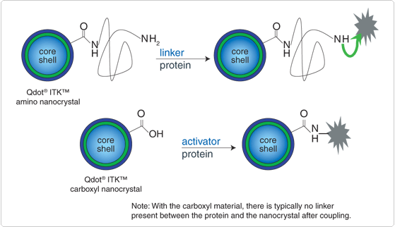 qdot-nanocrystals.par.15342.image.559.322.1.s002762-qdot-itk-quantum-dots-gif qdot-nanocrystals.par.15342.image.559.322.1.s002762-qdot-itk-quantum-dots-gif