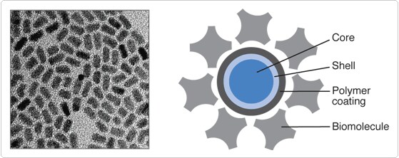 qdot-nanocrystals.par.32044.image.559.222.1.s002767-qdot-nanocrystal-conjugate-gif qdot-nanocrystals.par.32044.image.559.222.1.s002767-qdot-nanocrystal-conjugate-gif