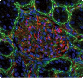 qdot-nanocrystals.par.5597.image.275.260.1.s002761-multicolor-immunofluorescence-imaging-gif qdot-nanocrystals.par.5597.image.275.260.1.s002761-multicolor-immunofluorescence-imaging-gif