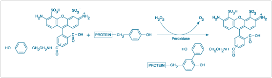 tyramide-signal-amplification.par.5856.image.557.160.1.s001372-alexa-fluor-488-tyramide-gif tyramide-signal-amplification.par.5856.image.557.160.1.s001372-alexa-fluor-488-tyramide-gif