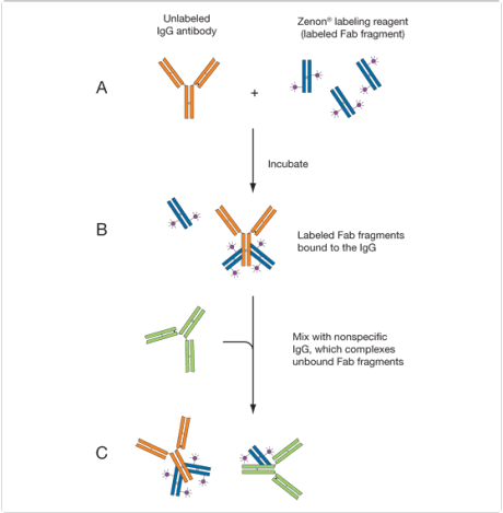 tyramide-signal-amplification.par.49720.image.460.469.1.s001823-zenon-antibody-labeling-kits-gif tyramide-signal-amplification.par.49720.image.460.469.1.s001823-zenon-antibody-labeling-kits-gif