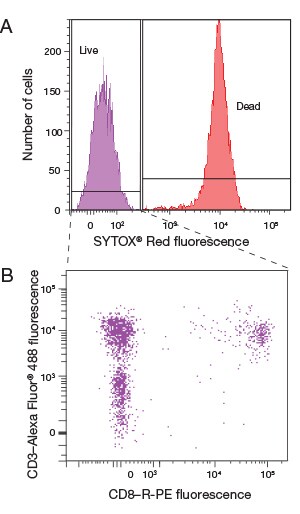 Viable cell gating with SYTOX Dead Cell Stains Figure showing viable cell gating with SYTOX Dead Cell Stains