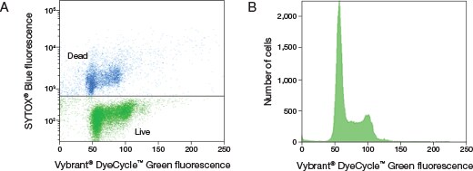 Viable cell gating with Vybrant DyeCycle dyes 2 panel figure showing viable cell gating with Vybrant DyeCycle dyes