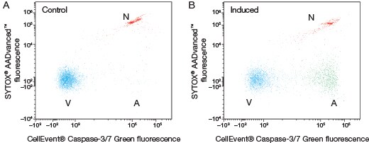 Detection of caspase activity in Jurkat cells using the CellEvent Caspase-3/7 Green Flow Cytometry Assay Kit 2 panel scatterplot figure showing detection of caspase activity in Jurkat cells using the CellEvent Caspase-3/7 Green Flow Cytometry Assay Kit