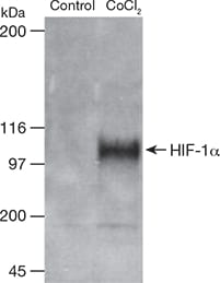 Western blot analysis of HIF-1α localization in COS-7 nuclear extracts after treatment with cobalt chloride Western blot analysis of HIF-1α localization in COS-7 nuclear extracts after treatment with cobalt chloride
