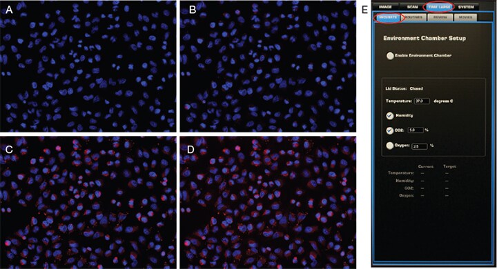 Imaging hypoxia with the Image-iT Hypoxia Reagent using the EVOS FL Auto Imaging System with Onstage Incubator Imaging hypoxia with the Image-iT Hypoxia Reagent using the EVOS FL Auto Imaging System with Onstage Incubator