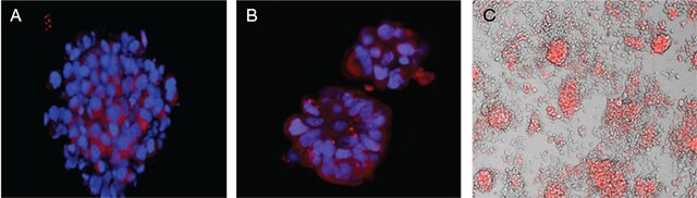 s008362-bp72-hypoxia s008362-bp72-hypoxia