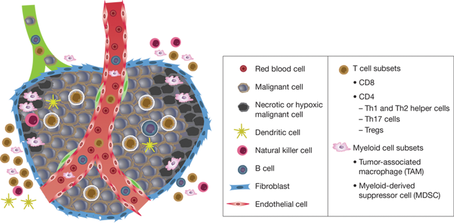 Representation of cell components of the inflammatory tumor microenvironment Representation of cell components of the inflammatory tumor microenvironment