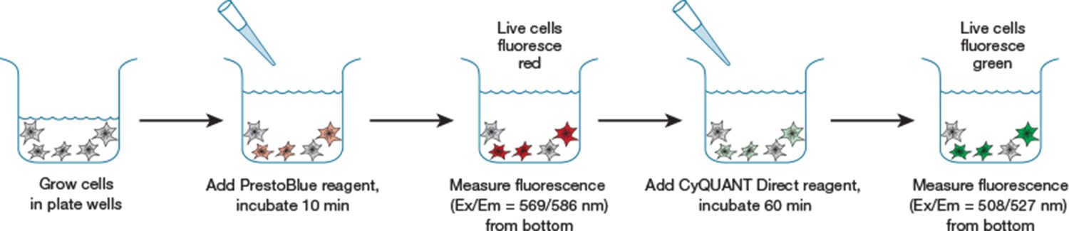 Multiplexing the PrestoBlue Cell Viability Assay and the CyQUANT Direct Cell Proliferation Assay Multiplexing the PrestoBlue Cell Viability Assay and the CyQUANT Direct Cell Proliferation Assay