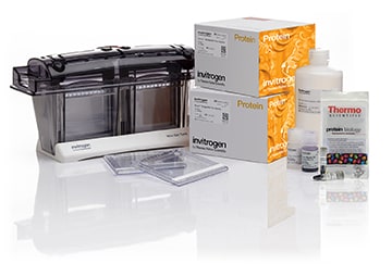 The Novex WedgeWell precast protein gel system The Novex WedgeWell precast protein gel system