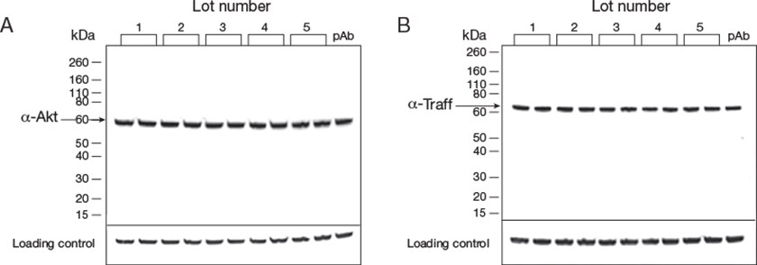 Comparison of Superclonal secondary antibody performance across multiple lots Comparison of Superclonal secondary antibody performance across multiple lots