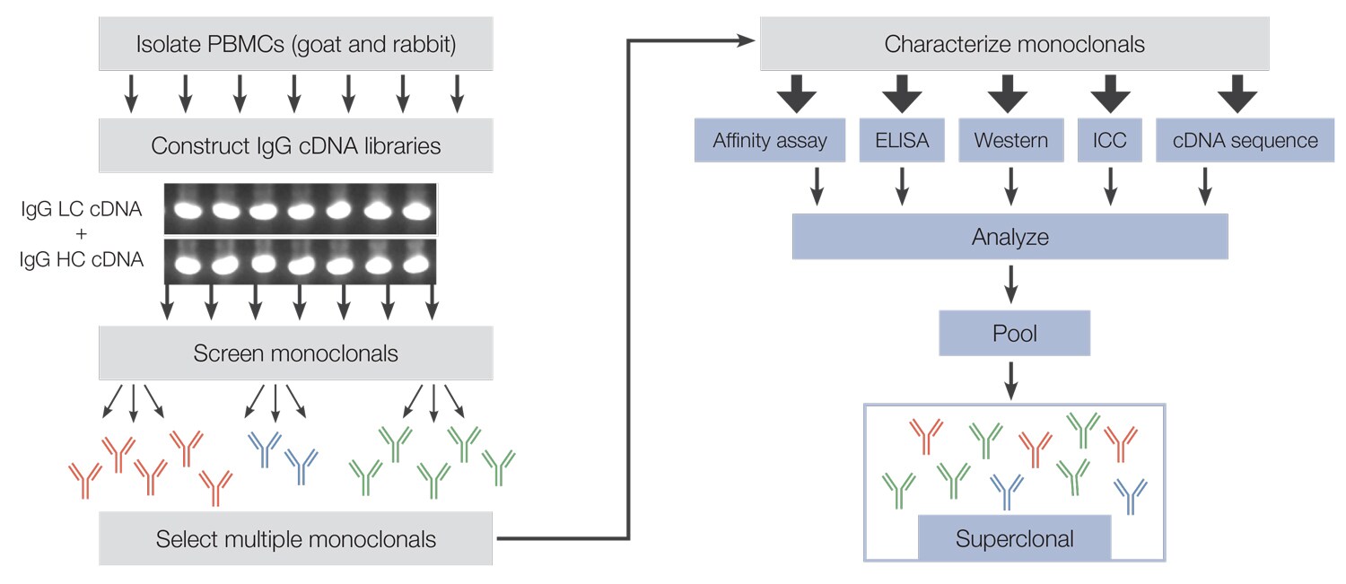 Superclonal secondary antibodies Superclonal secondary antibodies