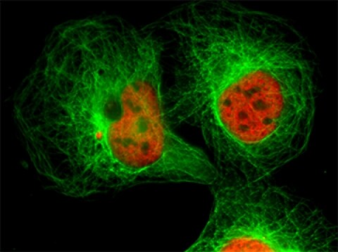 Multicolor immunocytochemical analysis using fluorescent Superclonal secondary antibodies Multicolor immunocytochemical analysis using fluorescent Superclonal secondary antibodies