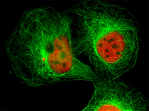 Multicolor immunocytochemical analysis using fluorescent Superclonal secondary antibodies Multicolor immunocytochemical analysis using fluorescent Superclonal secondary antibodies