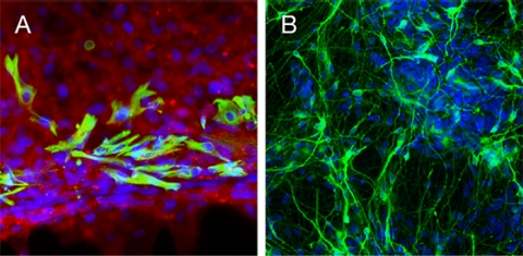 Characterization of astrocytes and dopaminergic (DA) neurons derived from PSCs Characterization of astrocytes and dopaminergic (DA) neurons derived from PSCs