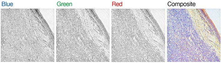 Maxwell’s theory of color composition to histological staining Maxwell’s theory of color composition to histological staining
