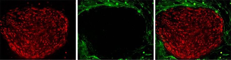 Live-cell immunostaining of human pluripotent stem cells (hPSCs) Live-cell immunostaining of human pluripotent stem cells (hPSCs)