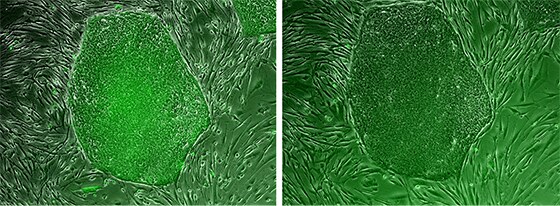 Reversible alkaline phosphatase staining of live human pluripotent stem cells (hPSCs) Reversible alkaline phosphatase staining of live human pluripotent stem cells (hPSCs)