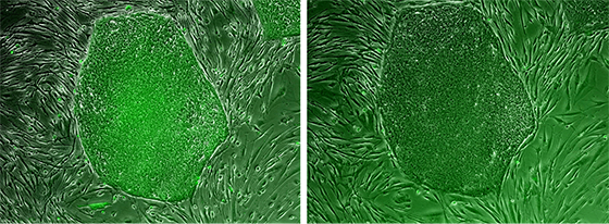 Reversible alkaline phosphatase staining of live human pluripotent stem cells (hPSCs) Reversible alkaline phosphatase staining of live human pluripotent stem cells (hPSCs)