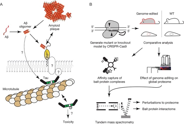 Schematic of central research theme and workflow for combining CRISPR-Cas9 genome-edited models with mass spectrometry Schematic of central research theme and workflow for combining CRISPR-Cas9 genome-edited models with mass spectrometry