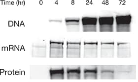 Western blot detection of Cas9 accumulation Western blot detection of Cas9 accumulation