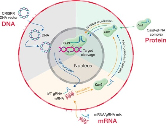 Options for efficient CRISPR-Cas9 delivery Options for efficient CRISPR-Cas9 delivery
