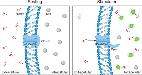 Mechanism of action for the FluxOR II Green Potassium Ion Channel Assay Mechanism of action for the FluxOR II Green Potassium Ion Channel Assay