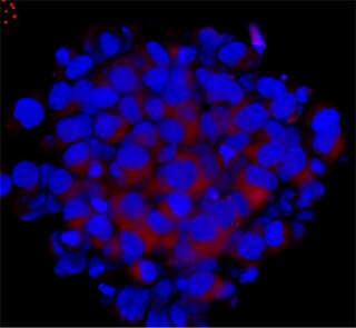 journalclub-spheroid-fig3 journalclub-spheroid-fig3